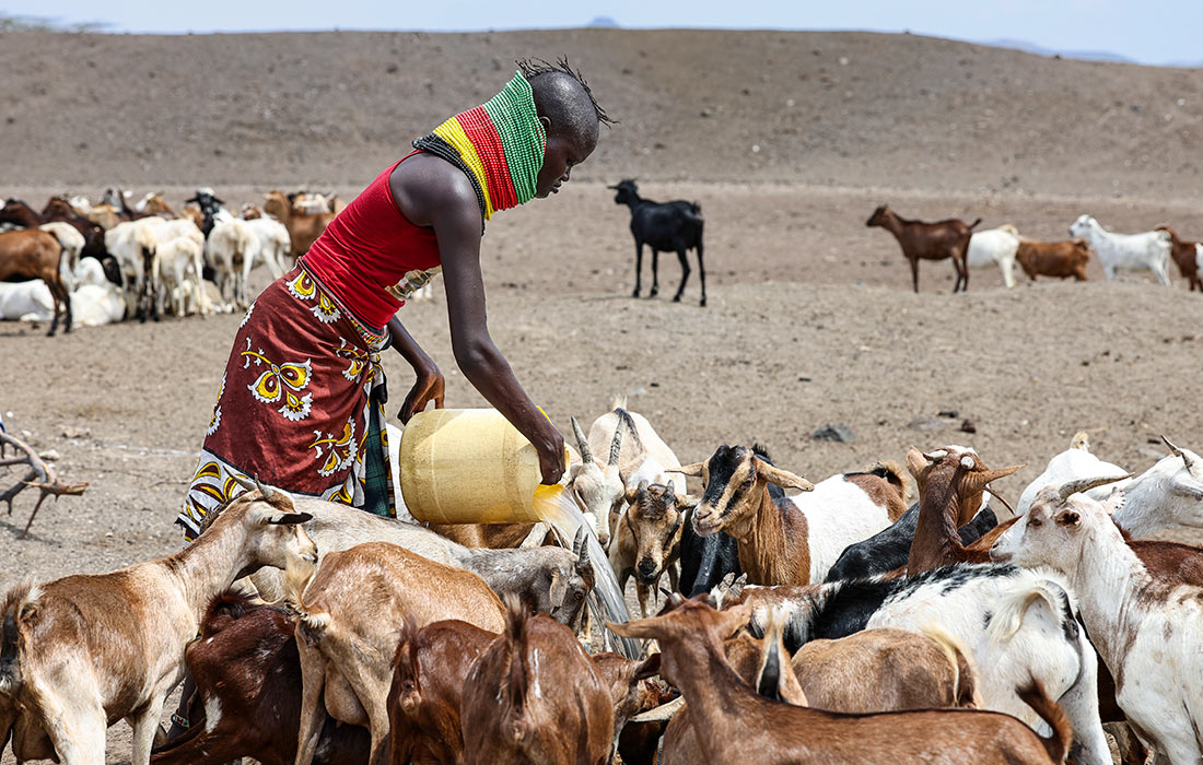 Ситуация с засухой в Кении на февраль 2026 года оценивается как критическая