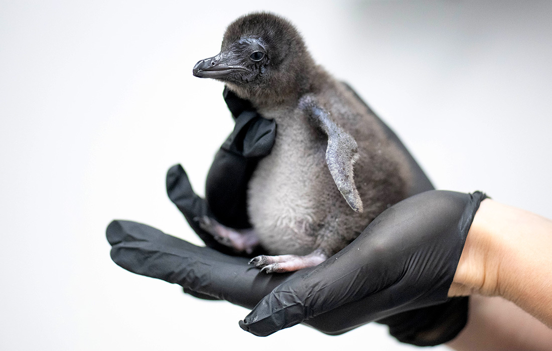 11-дневный детеныш пингвина в океанариуме Уэймута, Великобритания