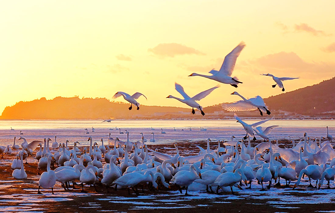 Лебеди на озере в уезде Жунчэн на востоке Китая