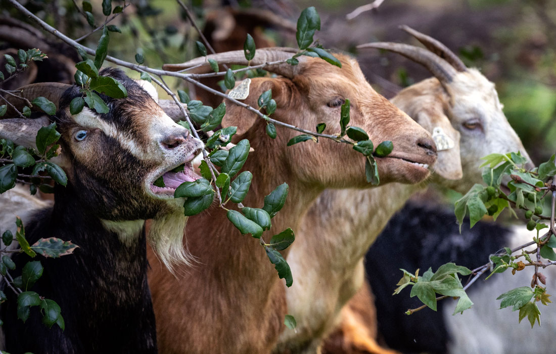 В Калифорнии для борьбы с лесными пожарами используют коз. Животные поедают сухие растения, снижая риск возгорания.