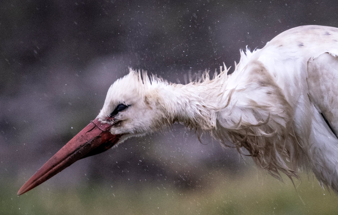 Аист под дождем в Гессене, Германия