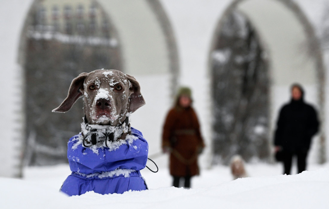 Собака в снегу в Москве