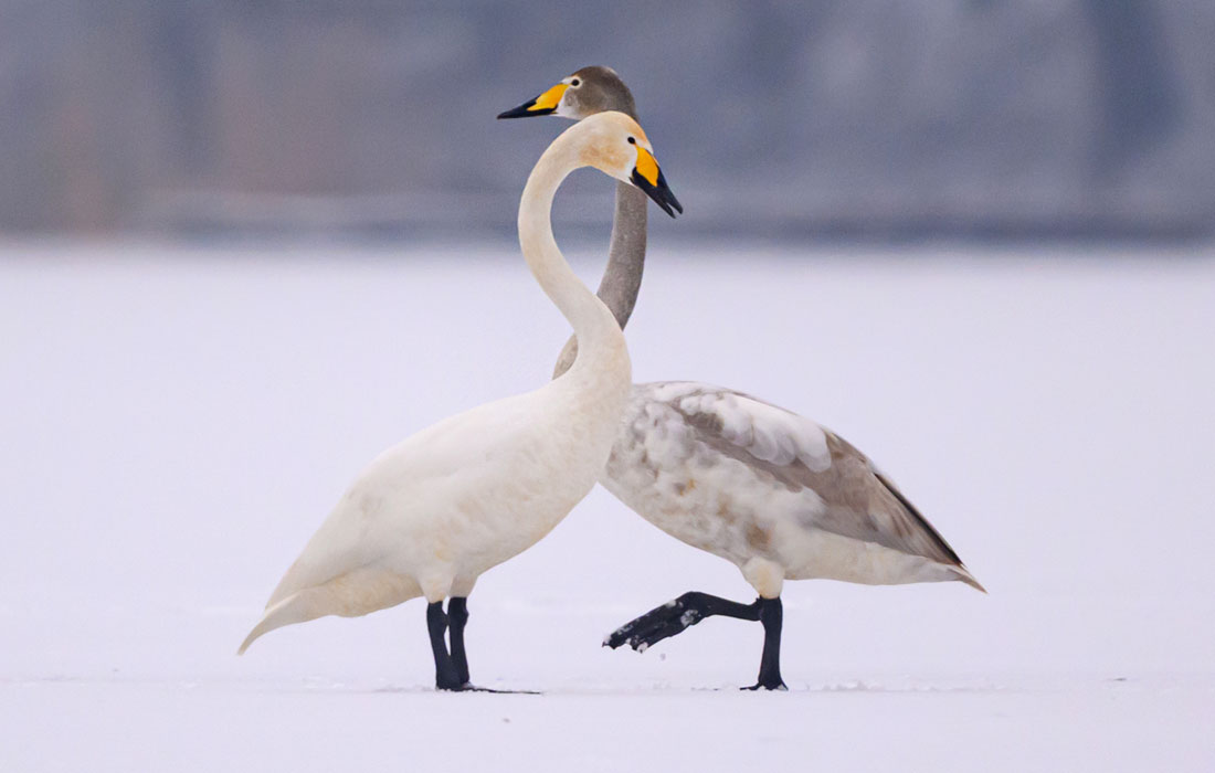 Лебеди-кликуны на замерзшем озере в Бранденбурге