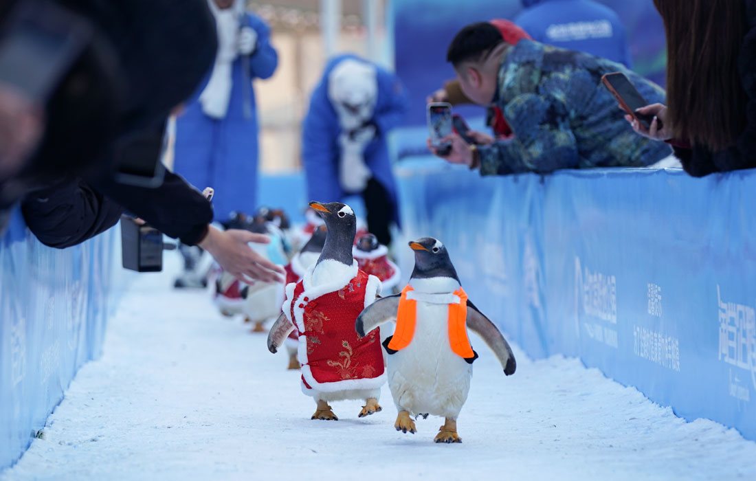 Ежегодный парад пингвинов в китайском Харбине