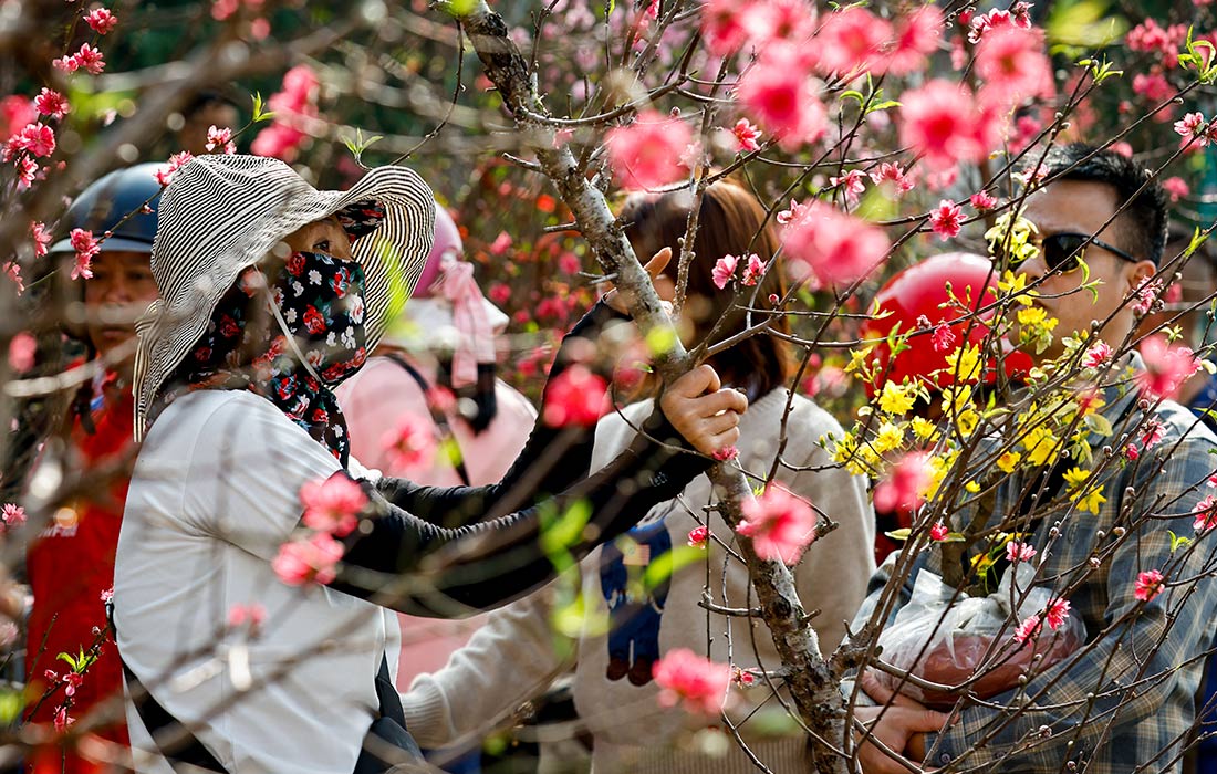Подготовка к вьетнамскому Новому году Тет в Ханое