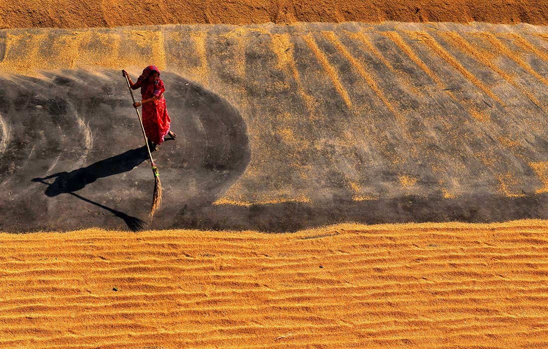 Сушка риса в Индии