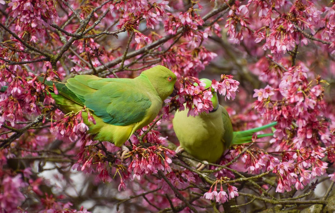Индийские кольчатые попугаи среди цветущей вишни в Кенсингтонском саду в Лондоне