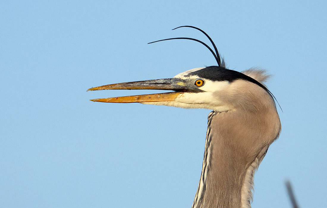 Большая голубая цапля во Флориде