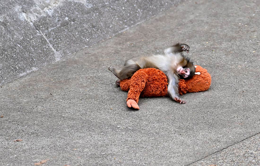 Детеныш обезьяны по кличке Панч с игрушкой в японском зоопарке