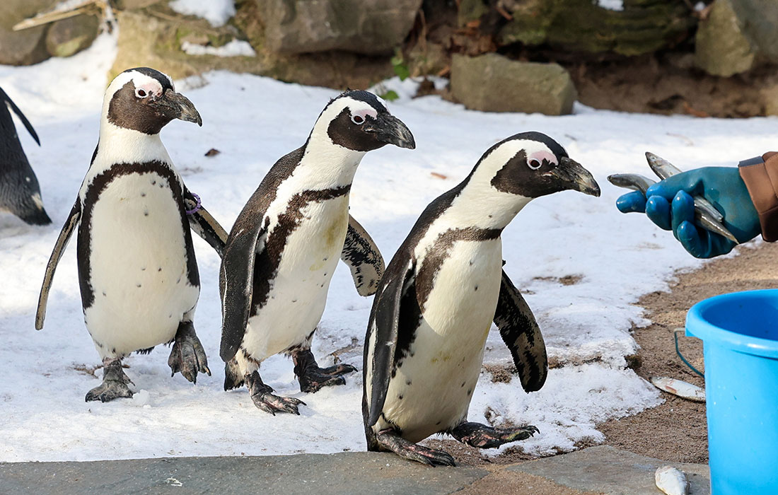 Африканские пингвины в зоопарке Магдебурга, Германия