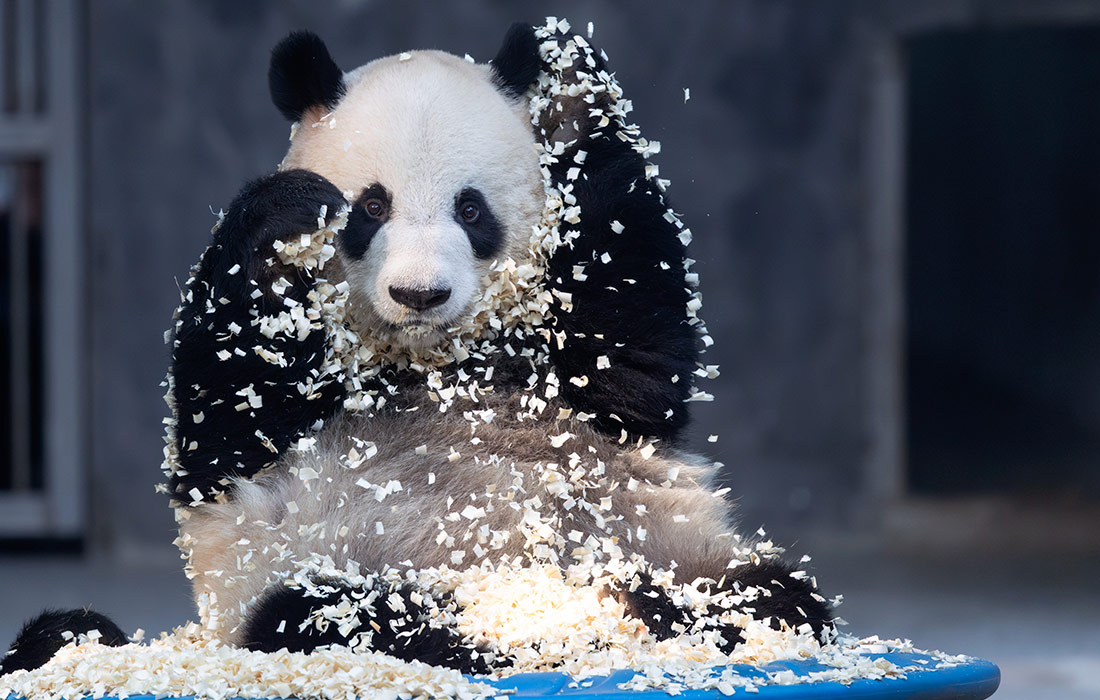 Большая панда в Чунцинском зоопарке Китая