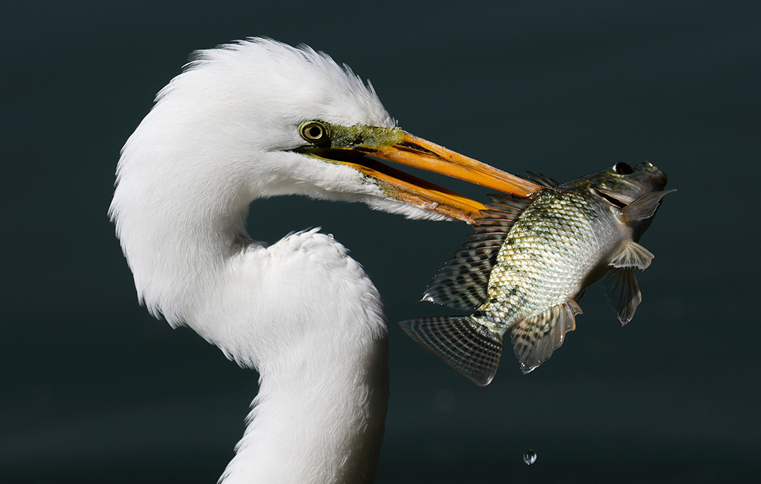 Белая цапля в Мехико