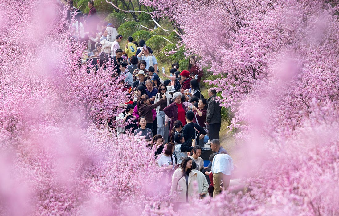 Цветение сливы в китайском Чунцине