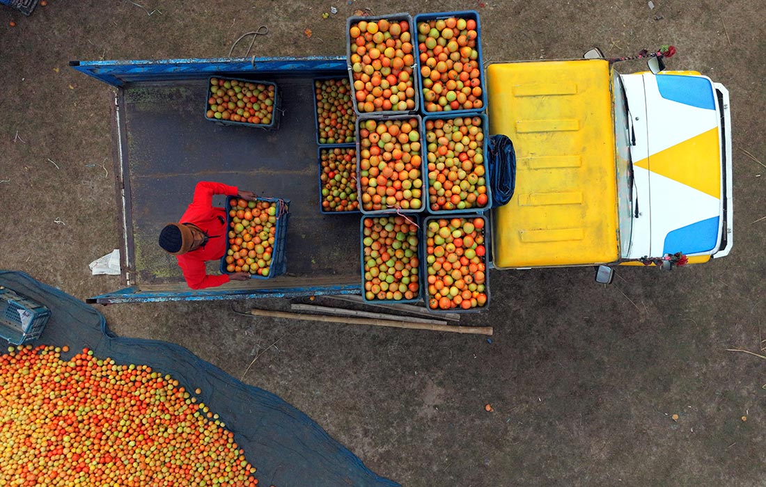 Заготовка томатов в Бангладеш