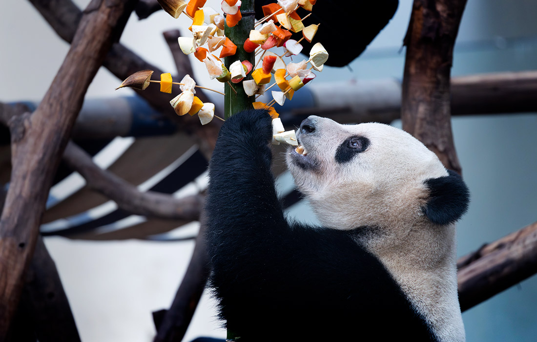 Большая панда Ци Бао наслаждается фруктами и овощами в зоопарке Китая