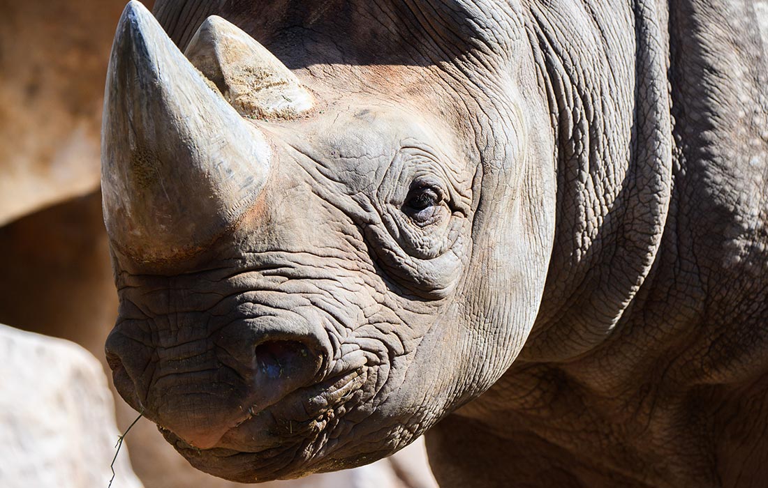 В Ганноверском зоопарке родился носорог по кличке Насор