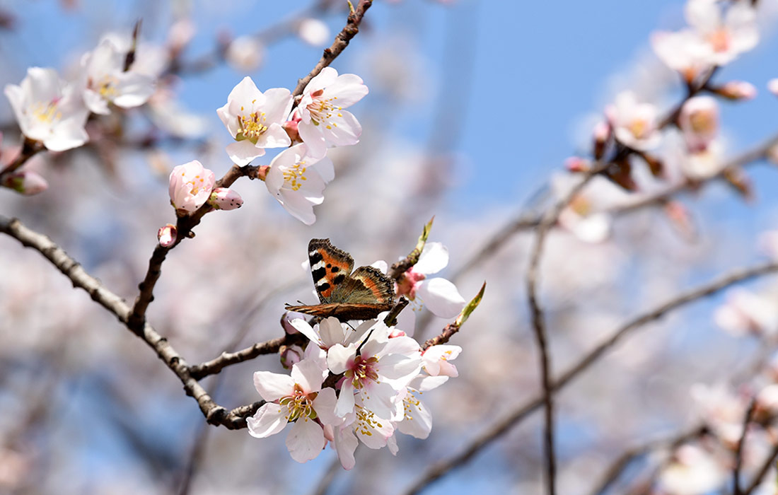 Цветение миндаля в индийском Сринагаре
