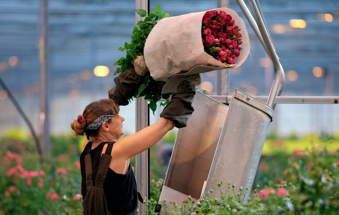 Выращивание роз в тепличном комплексе "Юг-Агро" в станице Ярославской Краснодарского края