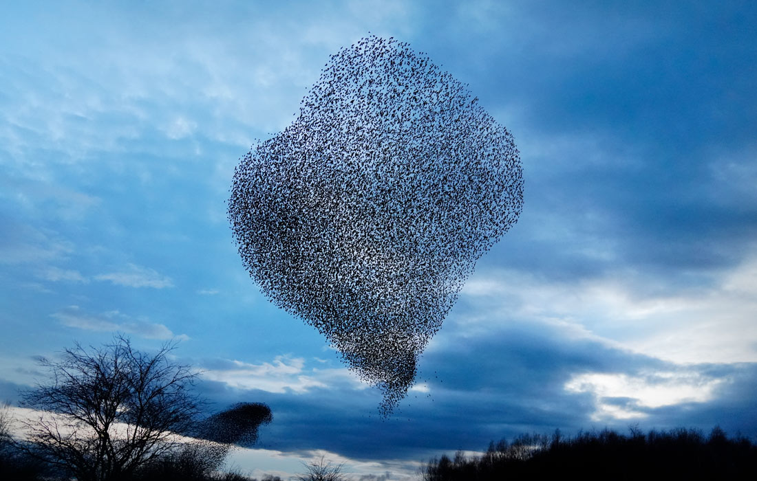 Мурмурация скворцов в Ньюкасле, Англия