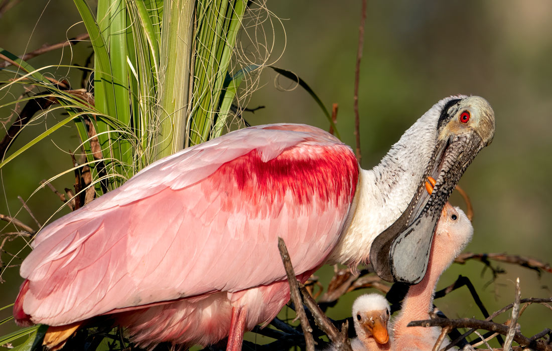 Птенцы розовой колпицы в гнезде с матерью в парке водно-болотных угодий Орландо, штат Флорида, США