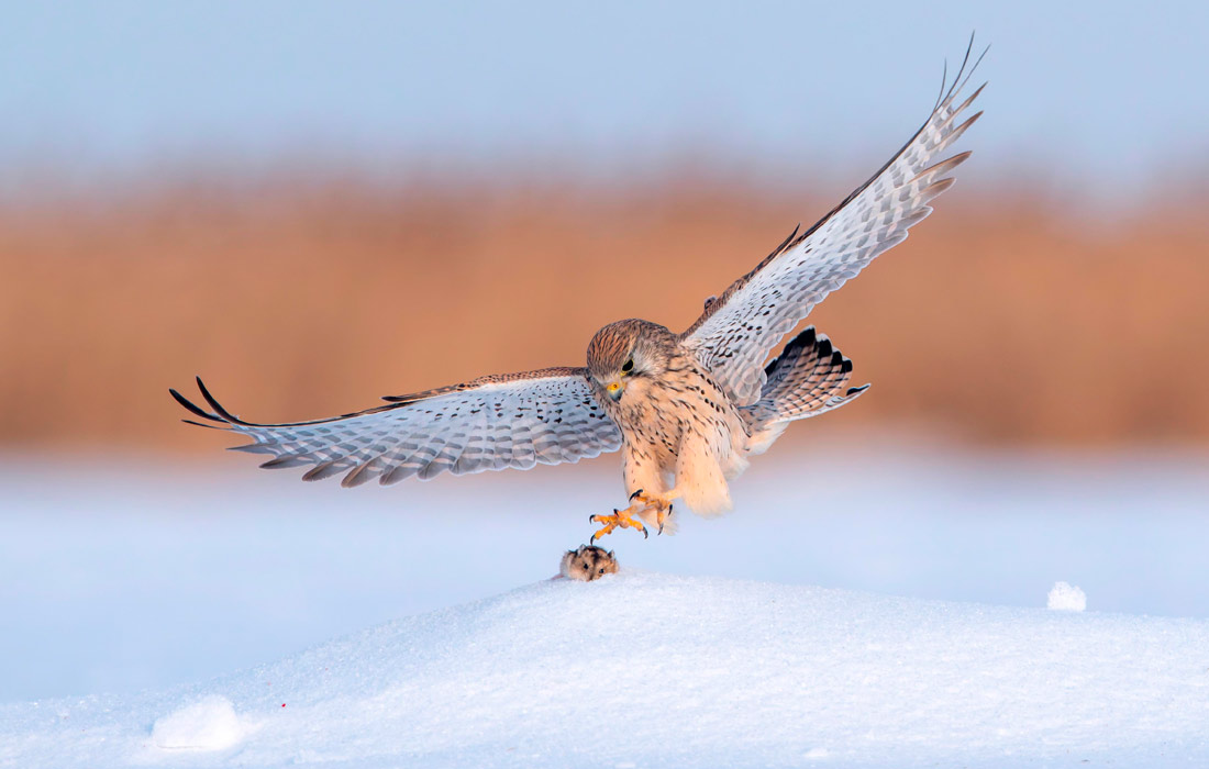Пустельга во время охоты в водно-болотном парке Лунфэн в китайском Дацине
