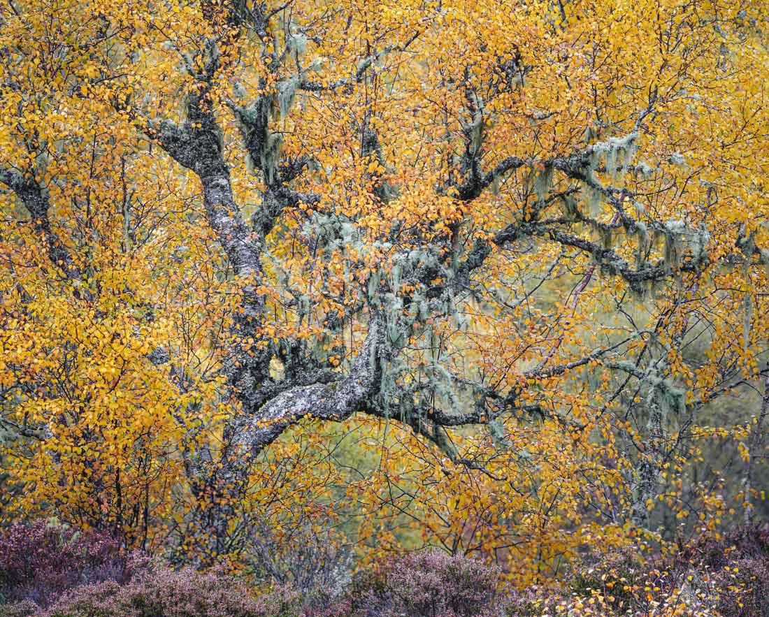 Победитель в категории "Растения и грибы".
Покрытое лишайником дерево в Глен Аффрик, Шотландия.