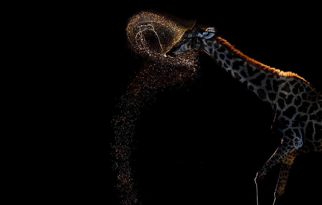 Победитель в категории "Поведение: млекопитающие". 
Жираф на реке Ботети в национальном парке Макгадикгади Пан в Ботсване.