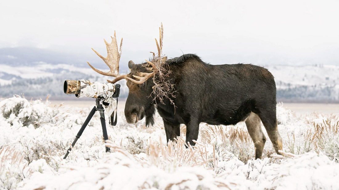 Победитель в категории "Люди и природа". 
Лось в национальном парке Гранд-Титон, штат Вайоминг, США.