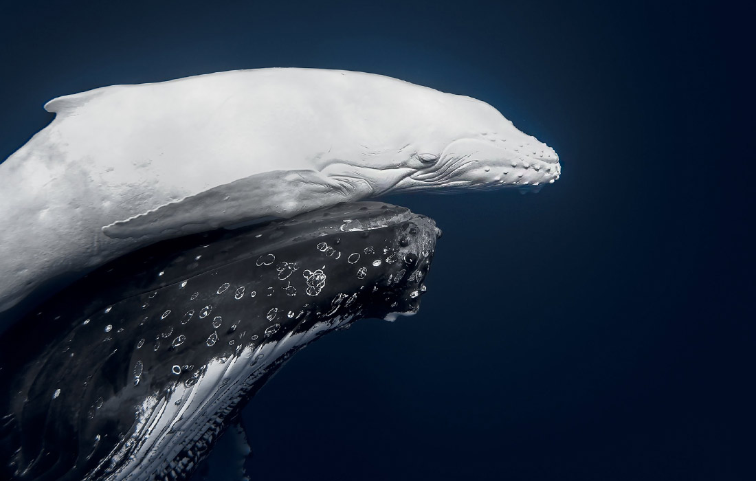 Победитель фотоконкурса World Nature Photography Awards.
Детеныш горбатого кита с матерью в тропических водах Вавау, Тонга.