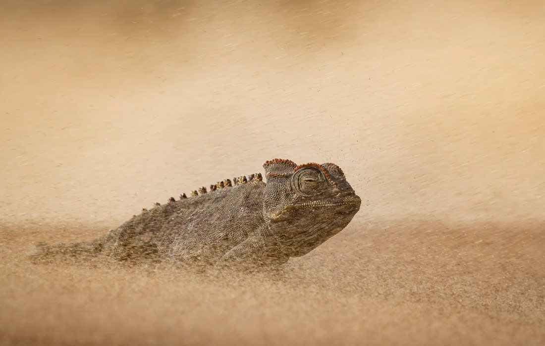Победитель в категории "Поведение: амфибии и рептилии". 
Хамелеон Намаква в пустыне Намиб.