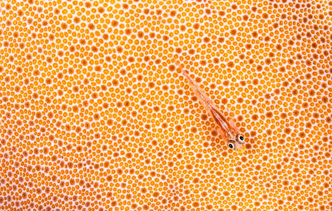 Победитель в категории "Искусство природы".
Бычок-призрак, Марса-Алам, Египет.