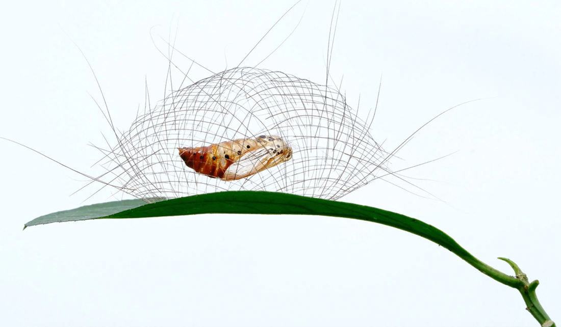 Победитель в категории "Поведение: беспозвоночные".
Личинка моховой моли в тропическом лесу Сишуанбаньна, Китай.