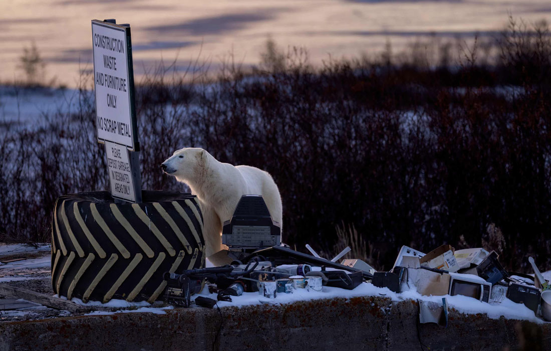 Победитель в категории "Городская дикая природа". 
Белый медведь среди выброшенной электроники в Черчилле, Канада.