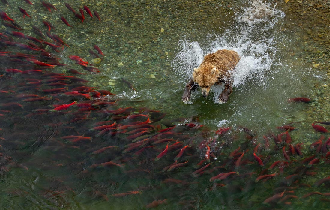 Победитель в категории "Животные в естественной среде обитания".
Бурый медведь пытается поймать нерку, национальный парк Катмай, Аляска.