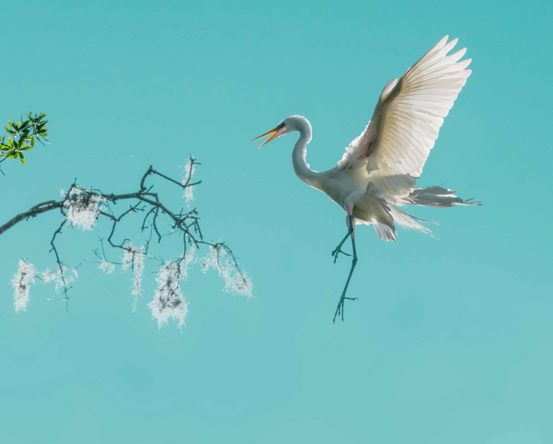 Победитель в категории "Поведение: птицы".
Белая цапля в саду Крафт-Азалия во Флориде, США.