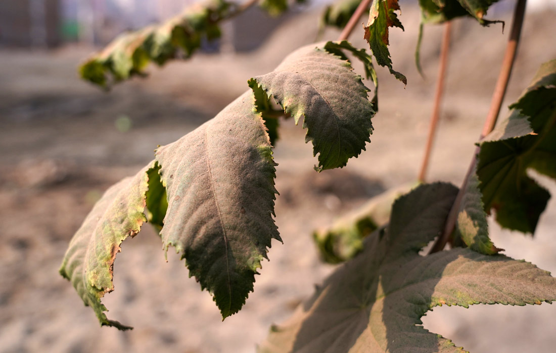 Покрытые пылью растения в Дакке, Бангладеш. В зимний период смог в городе особенно сильный из-за холодного воздуха и отсутствия осадков.