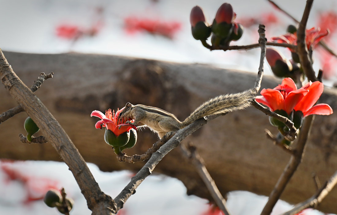 Белка заглядывает в цветок хлопкового дерева в Гуруграме, Индия