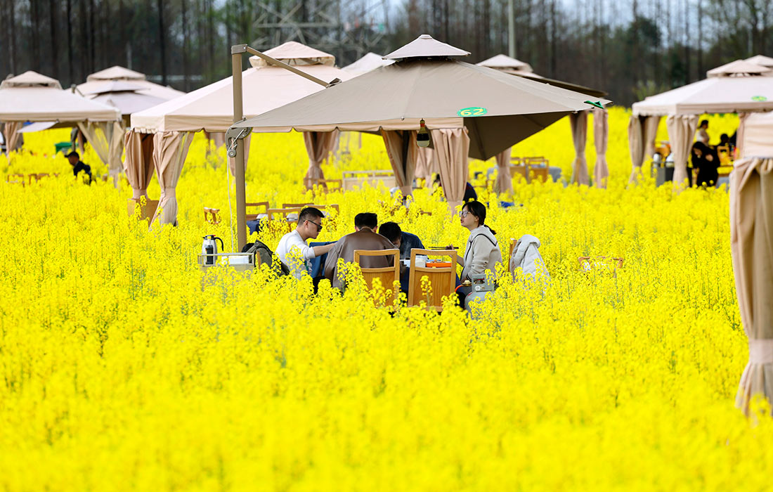 Цветение рапса в китайской провинции Сычуань