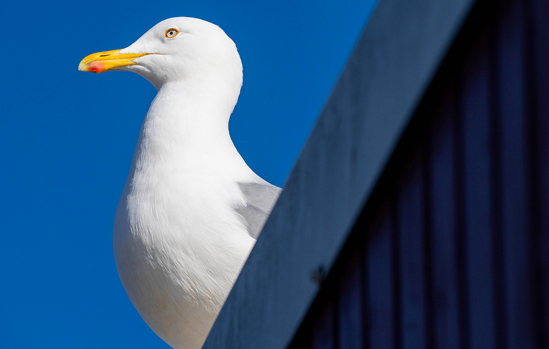 Чайка на острове Узедом, Германия
