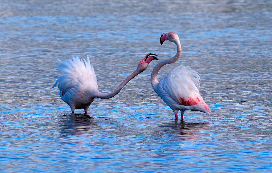 Фламинго в турецком Измире