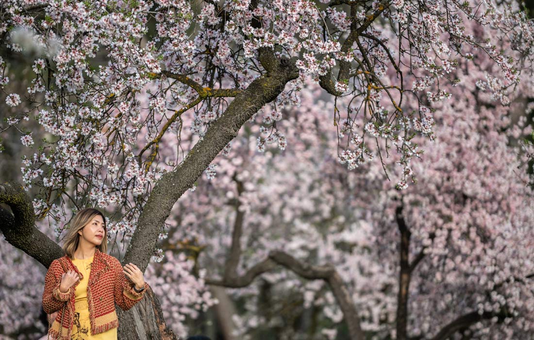 В парке Кинта-де-лос-Молинос в Мадриде зацвели миндальные деревья