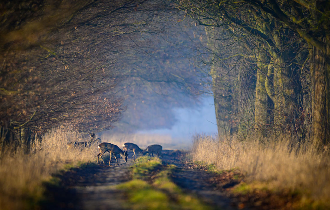 Олени в утреннем тумане на востоке Бранденбурга, Германия