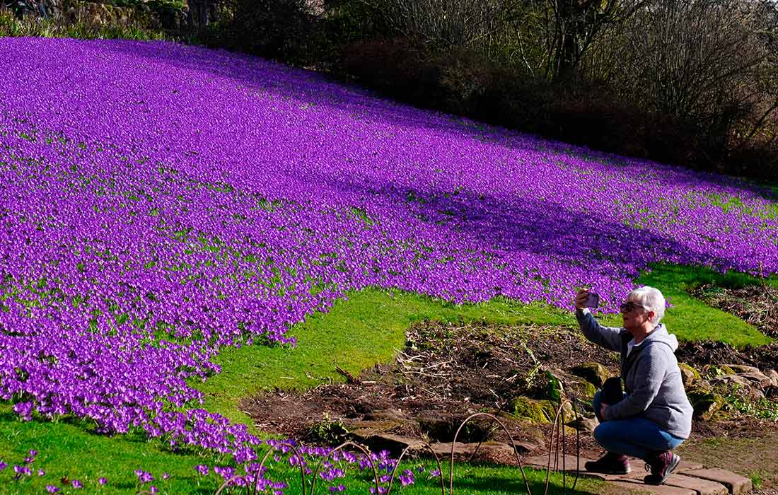 Цветущие крокусы в Королевских ботанических садах Кью в Лондоне