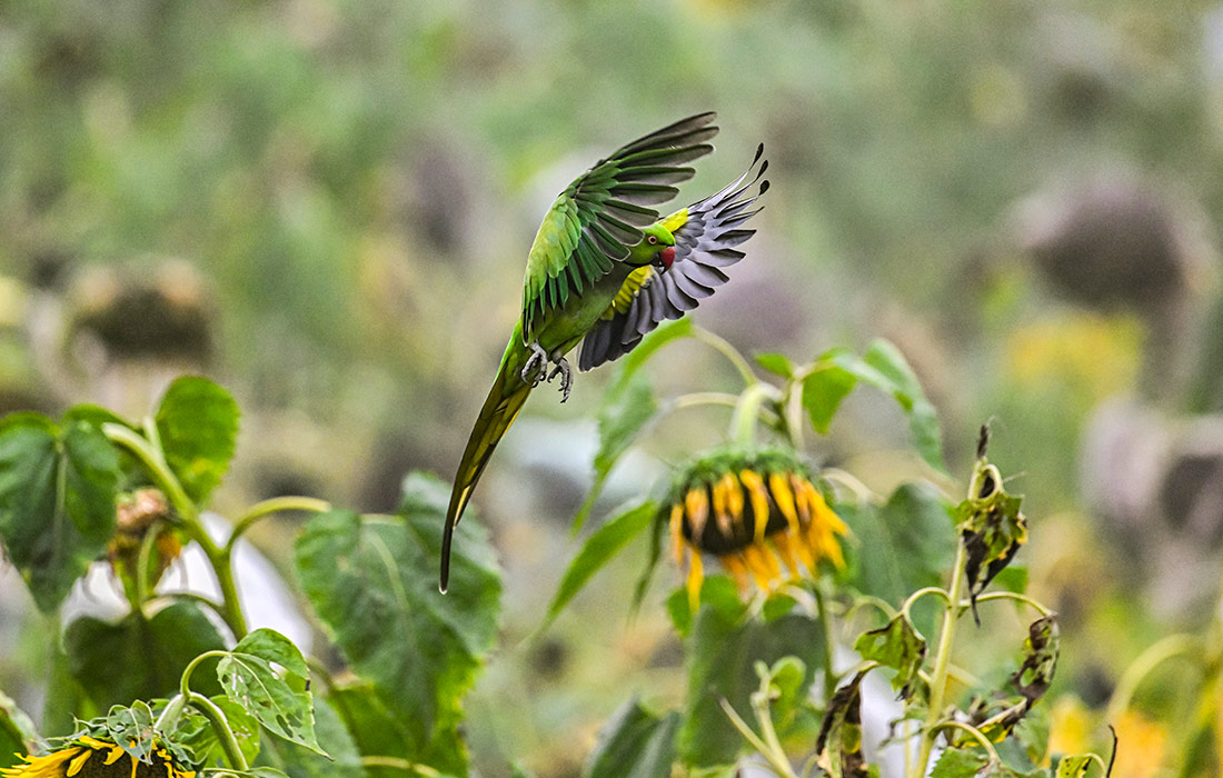 Красногрудый в Дакке, Бангладеш