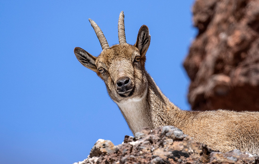 Дикая коза в долине Мунзур в турецком городе Тунджели