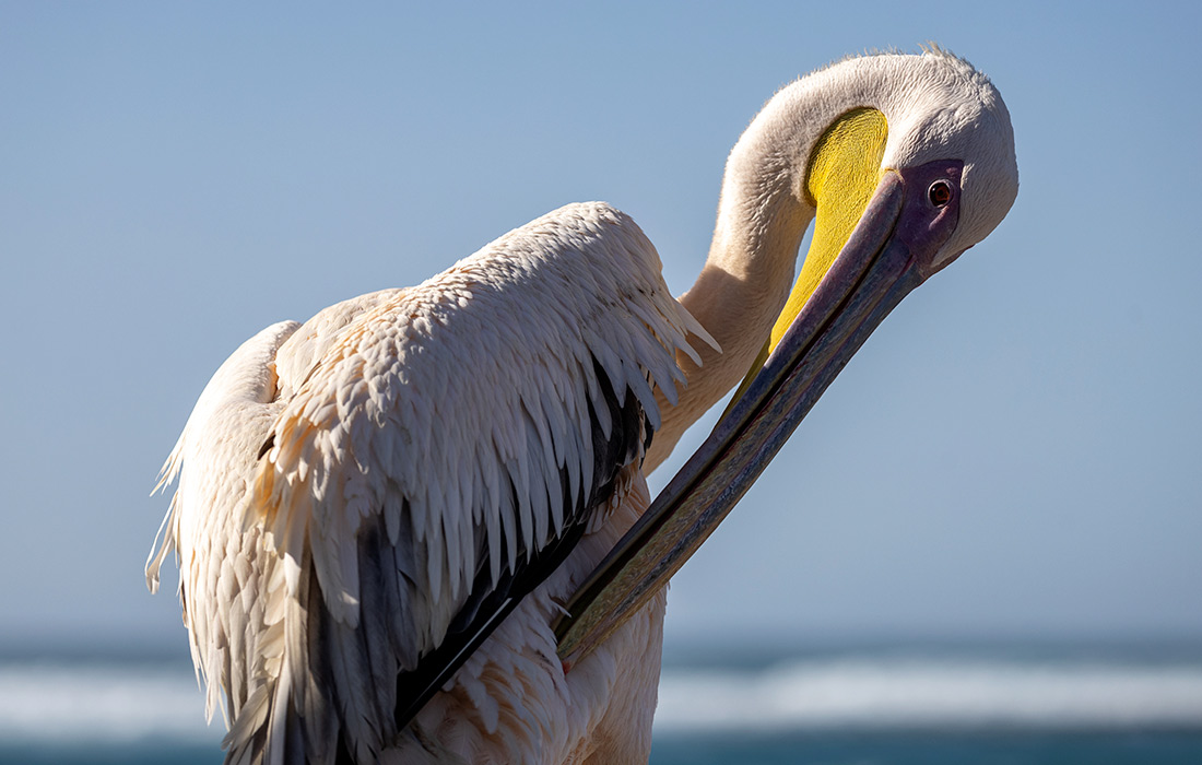 Спасенный рыбаками пеликан в деревне Нгор в Сенегале