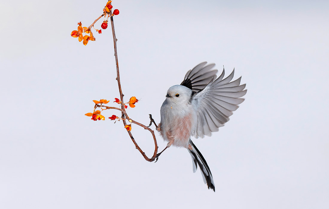 Длиннохвостая синица на ветке дерева в городе Дацин, Китай
