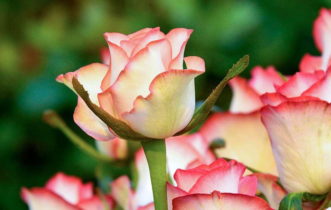 Выращивание роз в Краснодарском крае