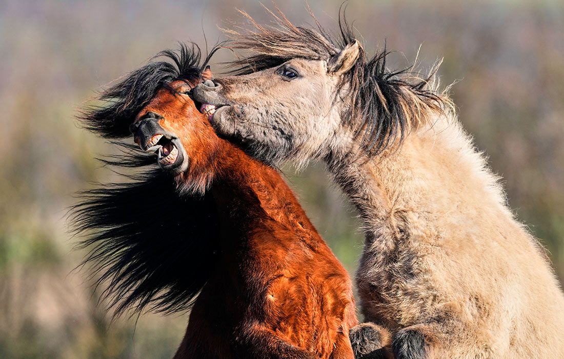Исландские лошади на конезаводе на западе Германии