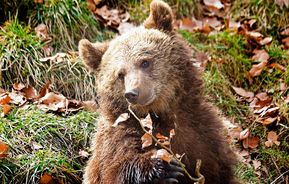 Медведи пробуждаются от спячки в немецком Тале